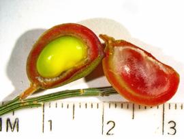   Fruit, seed:   Retama monosperma , fruit dissected to show seed inside.; Photo by K.E. Clancy, USDA APHIS PPQ, imageID.idtools.org
